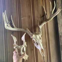 Deer skull
