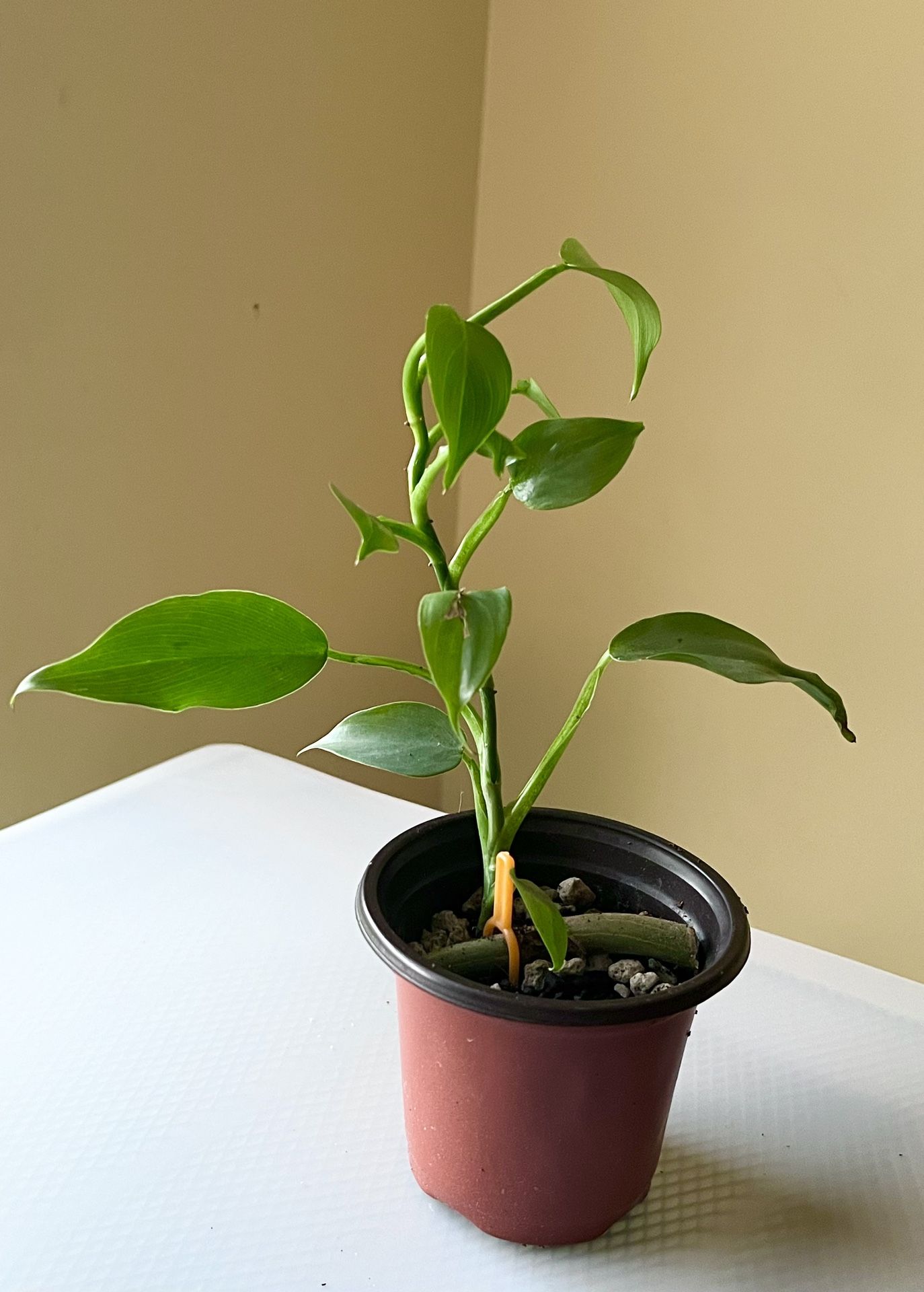 Philodendron Silver Sword