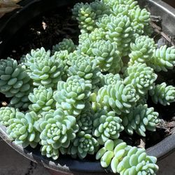 Cactus and Succulents 4”pot