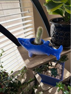 Live Monkey Tail Cactus Plant with Shark Pot (Please read full description)