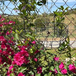 HANGING BASKET