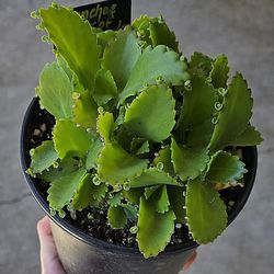 Potted Kalanchoe Mother Of Thousands 