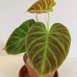 Rare Plants For Sale