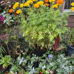 Beautiful Plant For Autumn