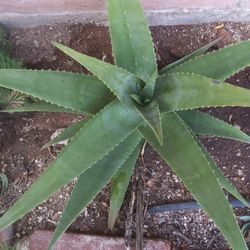 Huge Aloe Plant