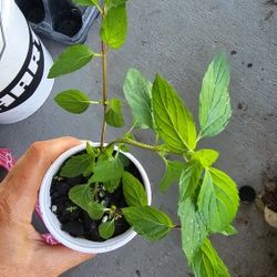 Peppermint Mint Bushy Live Plant, 5 In TallStarter Plant