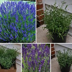 Blue And Purple Lavender Perennial Plants 