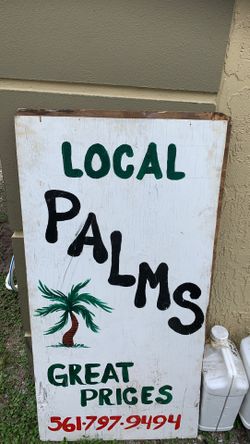Bismarck palm trees