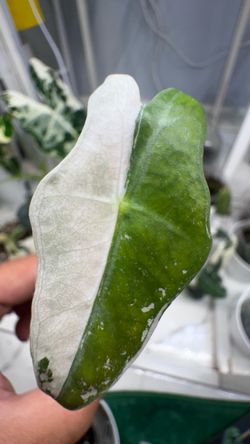 Alocasia nobilis var