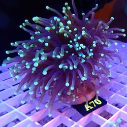 Fake Cotton Candy Torch Reef Fish Tank  Decoration 