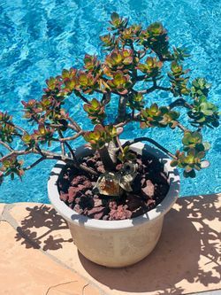 Jade plant in white pot