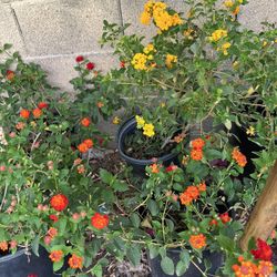 5 Gal Lantanas 