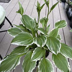 Bush Of Beautiful  Hosta ( Perennial Plant), Ready To Decorate Your Garden. 