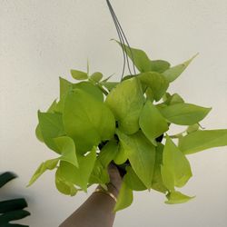 Neon Pothos Plant
