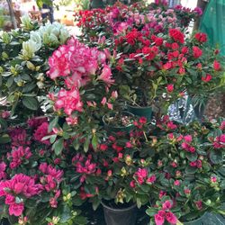 Azaleas All Blooming Plant. 