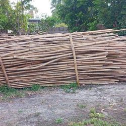 Bamboo Cut Fresh For You