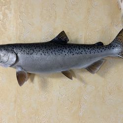 Salmon Taxidmery Mount Fish Freshwater Fishing 