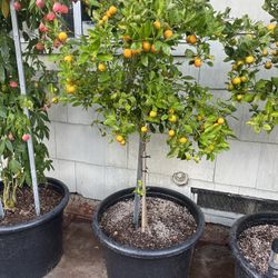 Kumquat Plant For Sale
