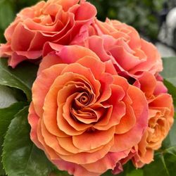 Rare European, Japan rose plants ,      Shanghai Girl 