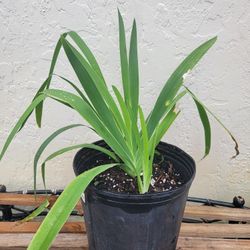 Orange Iris Plant
