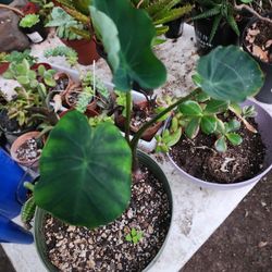 PLANT SALE ON SUNDAY IN SAN LORENZO. CONTACT ME FOR APPT