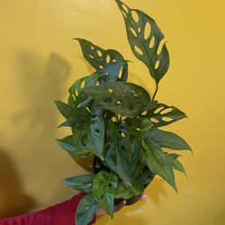 6” monstera adansonii narrow