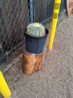 Blue Barrel Cactus