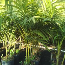 CHRISTMAS PALM IN 7 GALLONS OVER  4' WITH MULTIPLE TRUNK FOR ONLY $30 ONLY A FEW LEFT! 