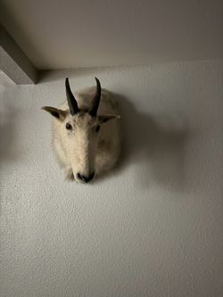 Taxidermy Oddities