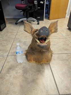 Boar hog head mount