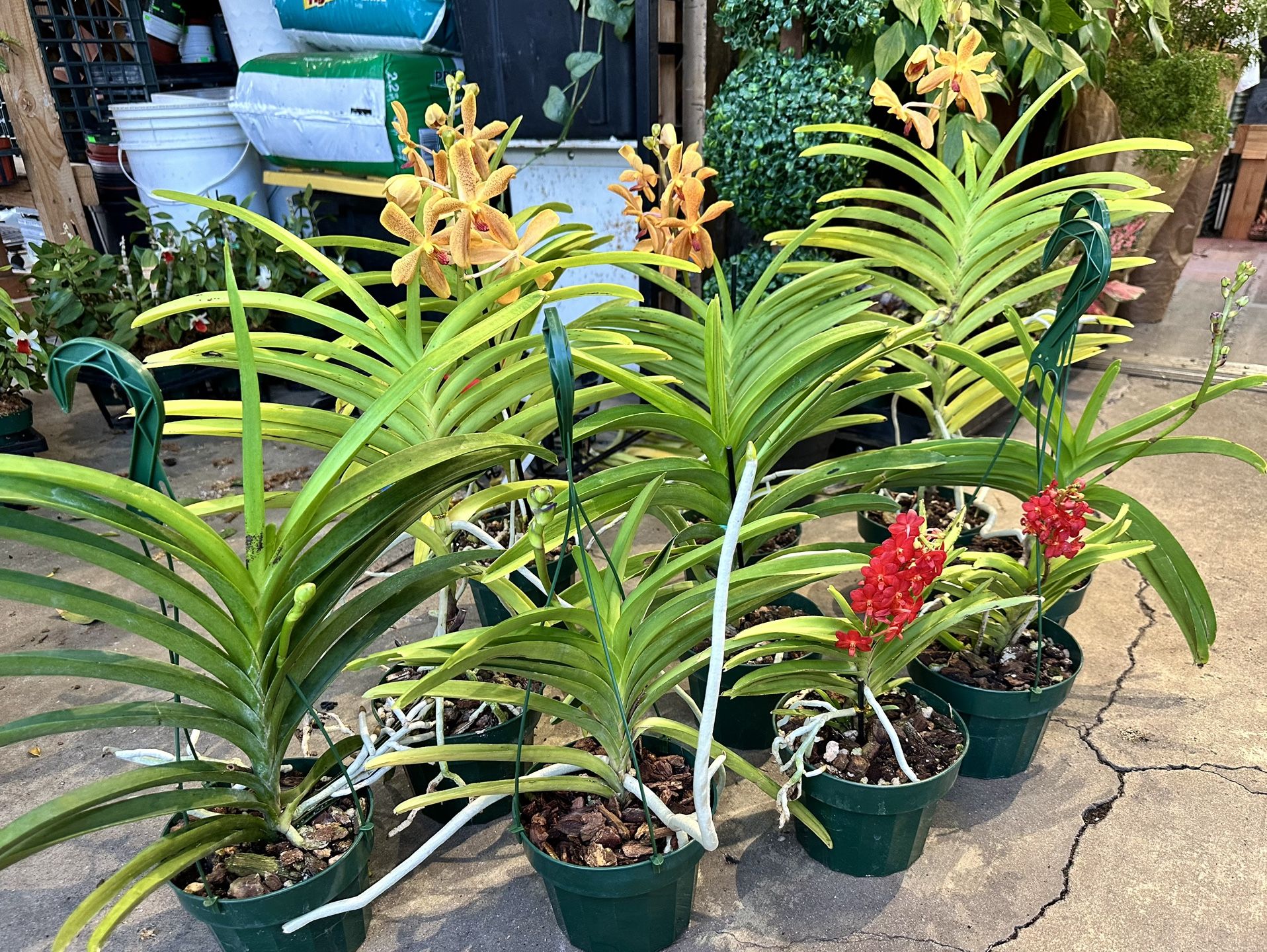 Big Vanda Orchid Pink Purple Yellow Color $65 75