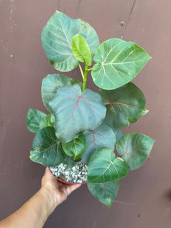 6” ficus petiolaris