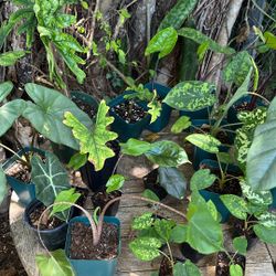 Alocasias Different Types From $10 