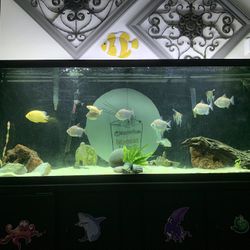Fish Tank / Aquarium 