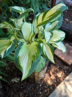Hosta