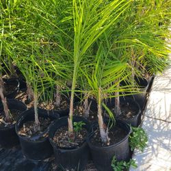 Palmas Cocoplumosa Plants 2.5gallon 3.5 Ft Tall 