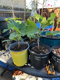 White Marseilles and Italian Honey fig trees
