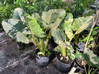 Variegated Alocasia