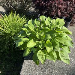 5 Outdoor Plants Perennials, Starts From $6