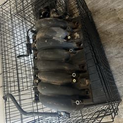 Ls1 I take manifold and throttle body