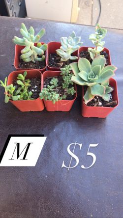 Succulents