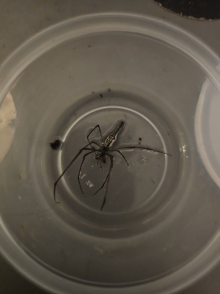 Elongated Stilt Spider Wet Specimen Preserved In Alcohol