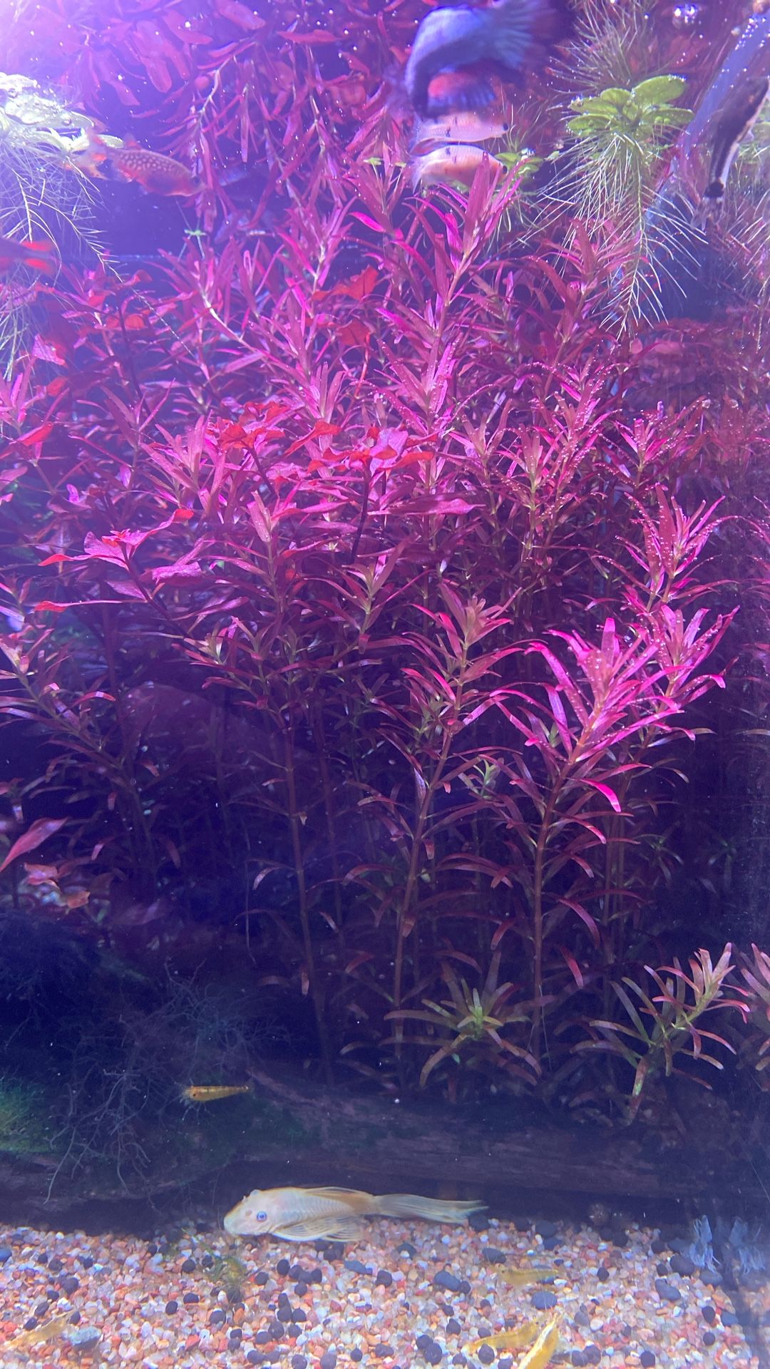 Rotala And ludwigia