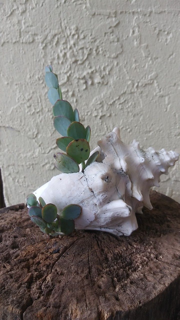 Succulents & Shells