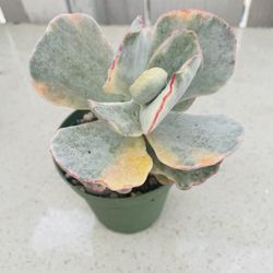 Variegated Succulent 
