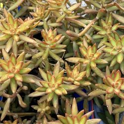 Various Succulent Arrangements Or Solid Variety In Pots