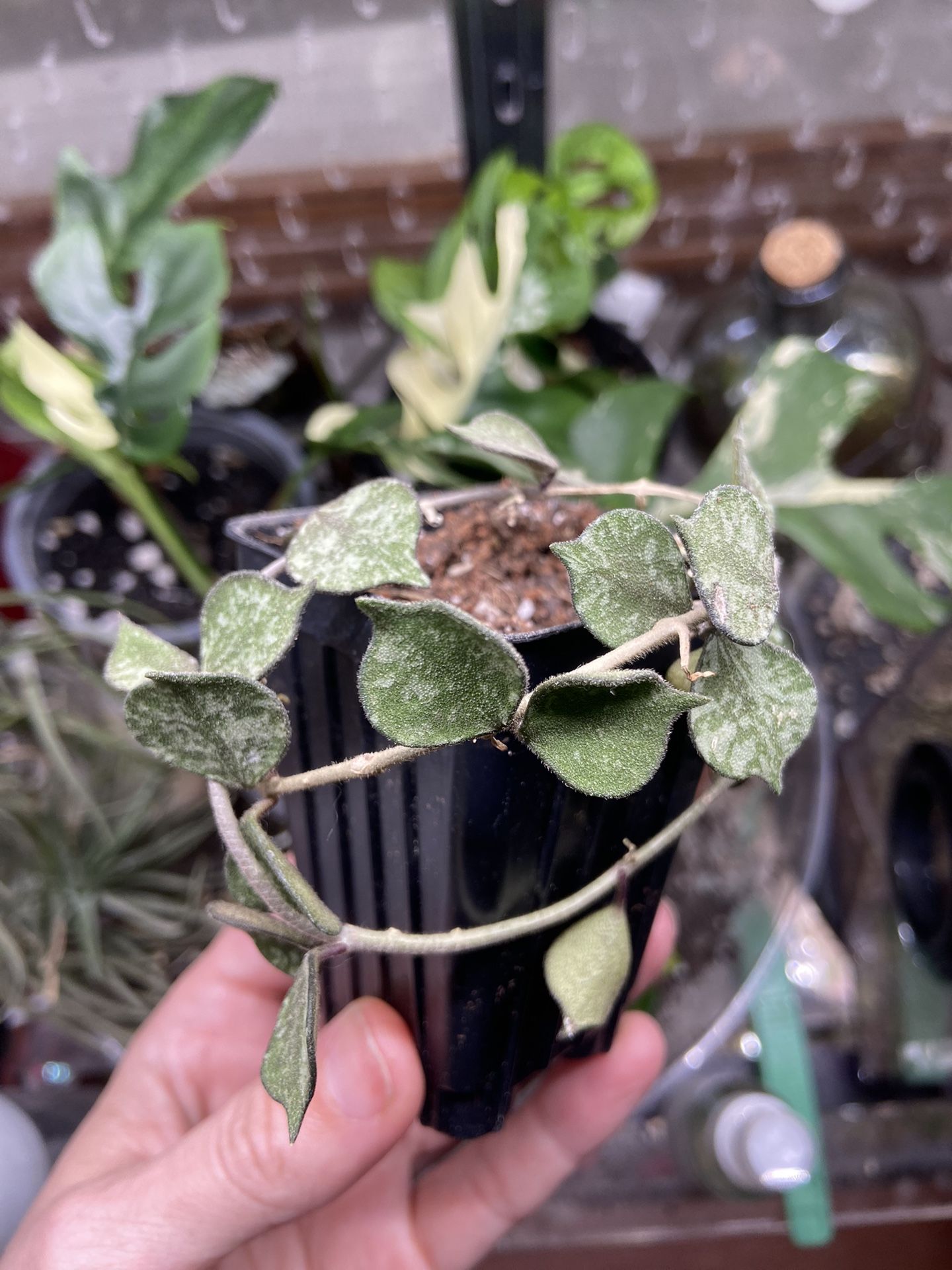 Hoya curtisii