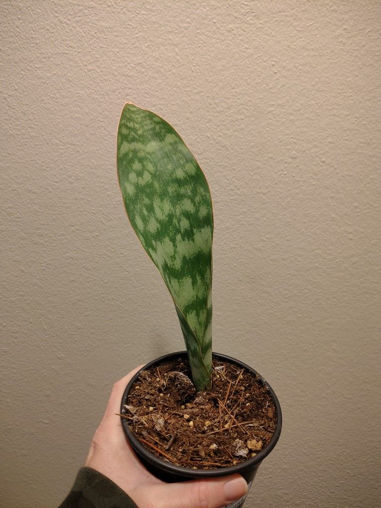 Whale Fin Sansevieria