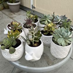 Cute Succulent Gifts 