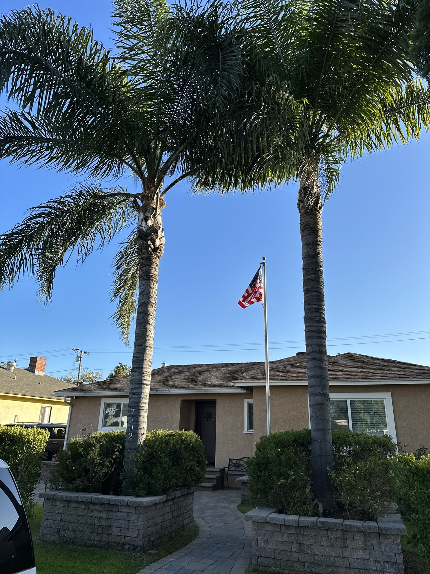Palm Tree Trimming